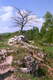 Zamek w Biaym Kociele - Malownicze ruiny zamku, fot. ZeroJeden, V 2000